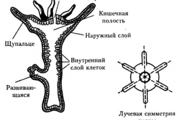 Кракен адрес тор